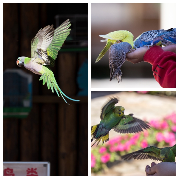 15381189361923092AA0.jpg 光影魔术手拼图.jpg